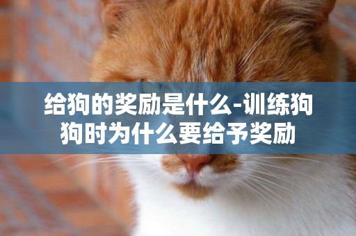 給狗的獎勵是什么-訓練狗狗時為什么要給予獎勵