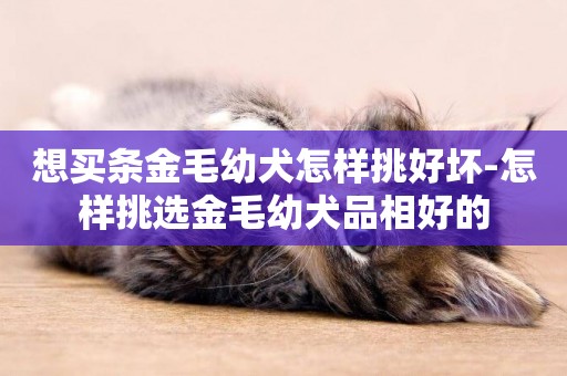 想買條金毛幼犬怎樣挑好壞-怎樣挑選金毛幼犬品相好的