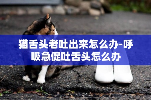 貓舌頭老吐出來怎么辦-呼吸急促吐舌頭怎么辦