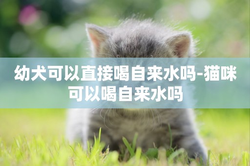 幼犬可以直接喝自來水嗎-貓咪可以喝自來水嗎