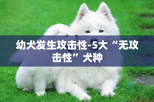 幼犬發生攻擊性-5大“無攻擊性”犬種