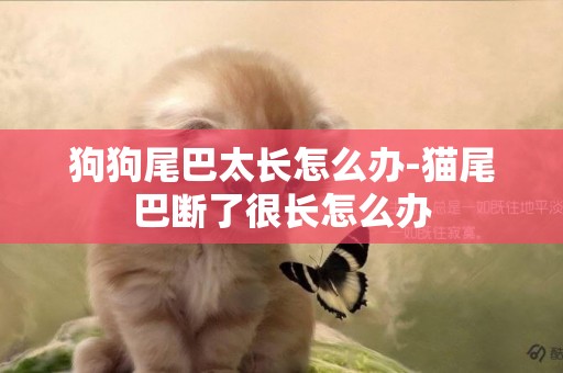 狗狗尾巴太長怎么辦-貓尾巴斷了很長怎么辦