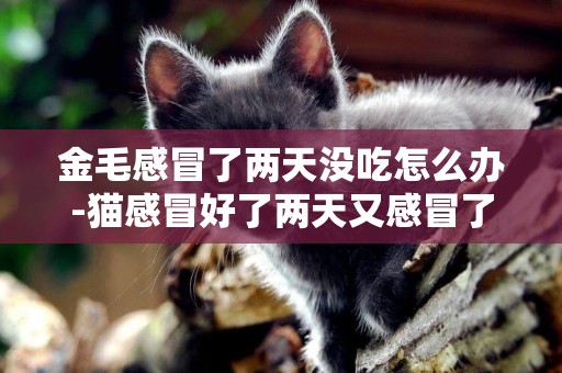 金毛感冒了兩天沒吃怎么辦-貓感冒好了兩天又感冒了怎么辦