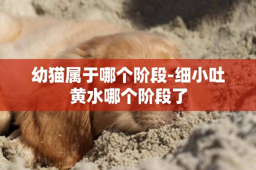 幼貓屬于哪個階段-細小吐黃水哪個階段了