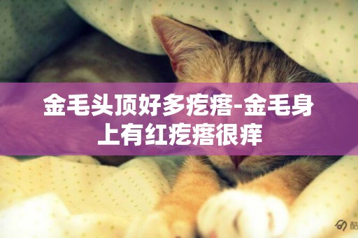 金毛頭頂好多疙瘩-金毛身上有紅疙瘩很癢