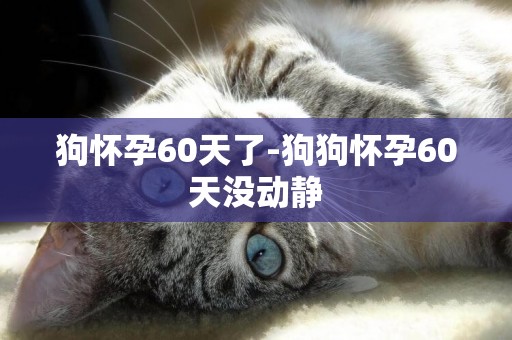 狗懷孕60天了-狗狗懷孕60天沒動靜
