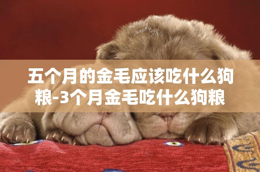 五個月的金毛應該吃什么狗糧-3個月金毛吃什么狗糧