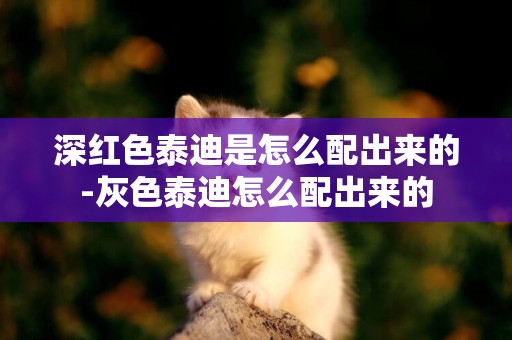 深紅色泰迪是怎么配出來的-灰色泰迪怎么配出來的