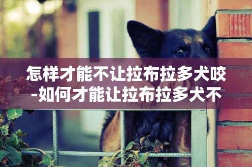怎樣才能不讓拉布拉多犬咬-如何才能讓拉布拉多犬不再嘔吐