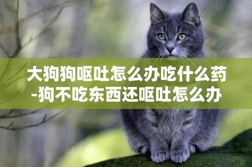 大狗狗嘔吐怎么辦吃什么藥-狗不吃東西還嘔吐怎么辦