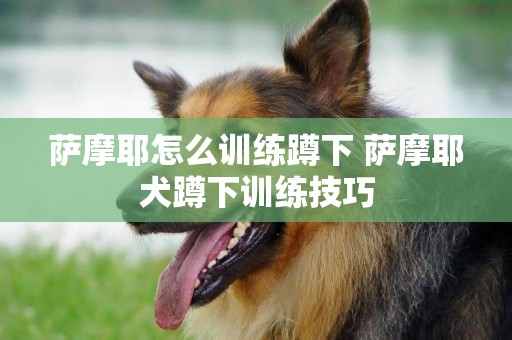 薩摩耶怎么訓練蹲下 薩摩耶犬蹲下訓練技巧