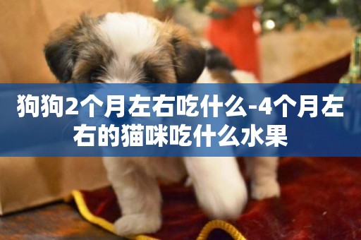 狗狗2個月左右吃什么-4個月左右的貓咪吃什么水果