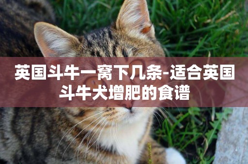 英國斗牛一窩下幾條-適合英國斗牛犬增肥的食譜