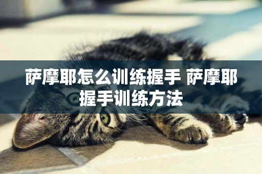 薩摩耶怎么訓練握手 薩摩耶握手訓練方法