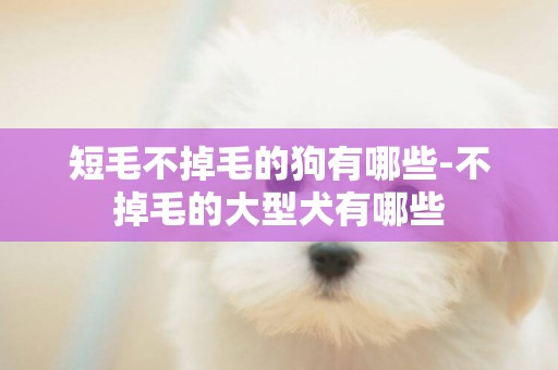 短毛不掉毛的狗有哪些-不掉毛的大型犬有哪些