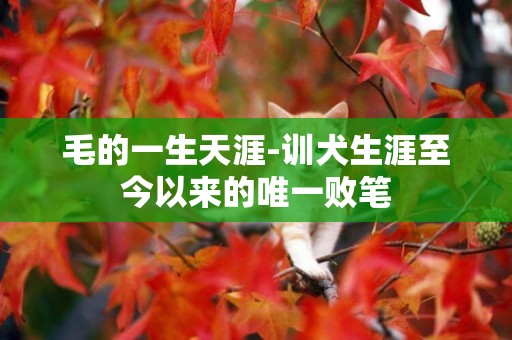 毛的一生天涯-訓犬生涯至今以來的唯一敗筆