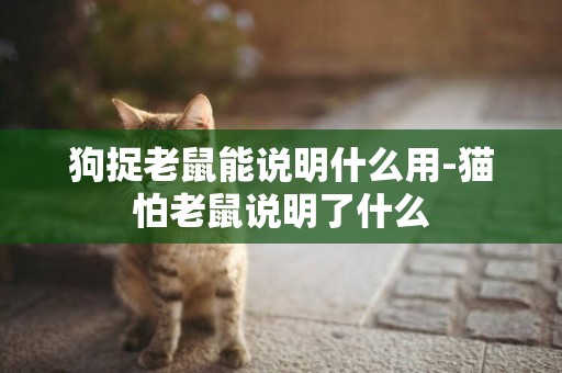 狗捉老鼠能說明什么用-貓怕老鼠說明了什么