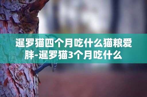 暹羅貓四個月吃什么貓糧愛胖-暹羅貓3個月吃什么