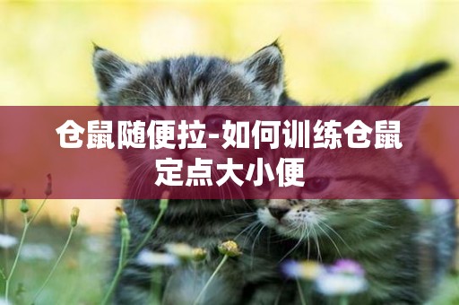 倉鼠隨便拉-如何訓練倉鼠定點大小便