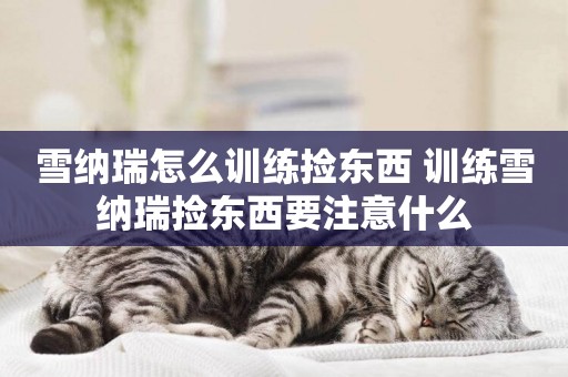 雪納瑞怎么訓練撿東西 訓練雪納瑞撿東西要注意什么