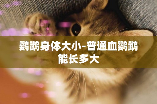 鸚鵡身體大小-普通血鸚鵡能長多大