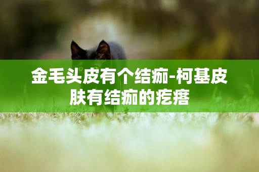 金毛頭皮有個結痂-柯基皮膚有結痂的疙瘩