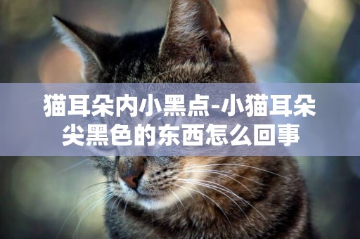 貓耳朵內小黑點-小貓耳朵尖黑色的東西怎么回事
