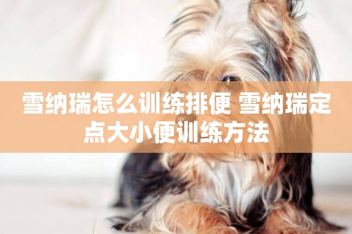 雪納瑞怎么訓練排便 雪納瑞定點大小便訓練方法
