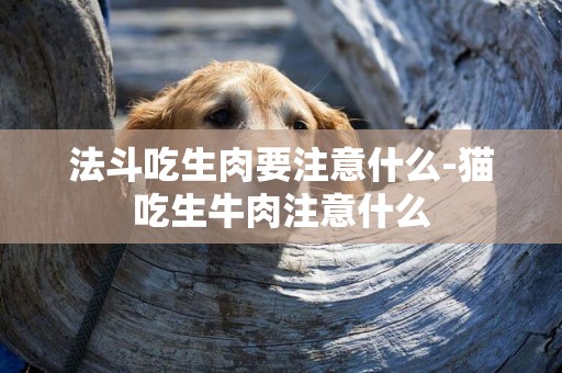 法斗吃生肉要注意什么-貓吃生牛肉注意什么