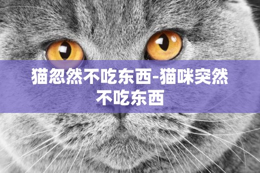 貓忽然不吃東西-貓咪突然不吃東西