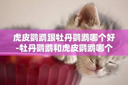 虎皮鸚鵡跟牡丹鸚鵡哪個好-牡丹鸚鵡和虎皮鸚鵡哪個更親人粘人
