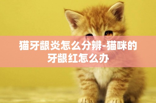貓牙齦炎怎么分辨-貓咪的牙齦紅怎么辦