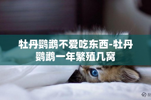 牡丹鸚鵡不愛吃東西-牡丹鸚鵡一年繁殖幾窩