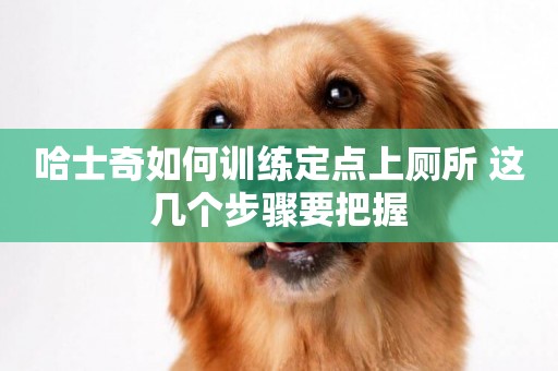 哈士奇如何訓練定點上廁所 這幾個步驟要把握