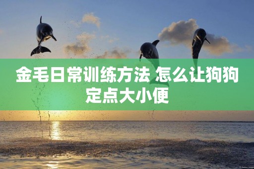 金毛日常訓練方法 怎么讓狗狗定點大小便