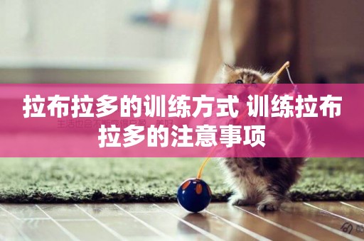 拉布拉多的訓練方式 訓練拉布拉多的注意事項