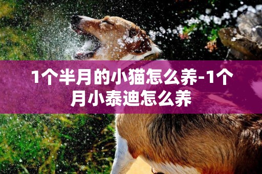 1個半月的小貓怎么養-1個月小泰迪怎么養