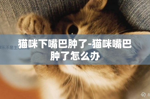 貓咪下嘴巴腫了-貓咪嘴巴腫了怎么辦