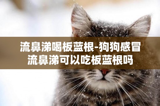 流鼻涕喝板藍根-狗狗感冒流鼻涕可以吃板藍根嗎