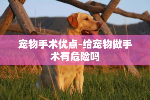 寵物手術優點-給寵物做手術有危險嗎