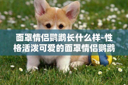 面罩情侶鸚鵡長什么樣-性格活潑可愛的面罩情侶鸚鵡