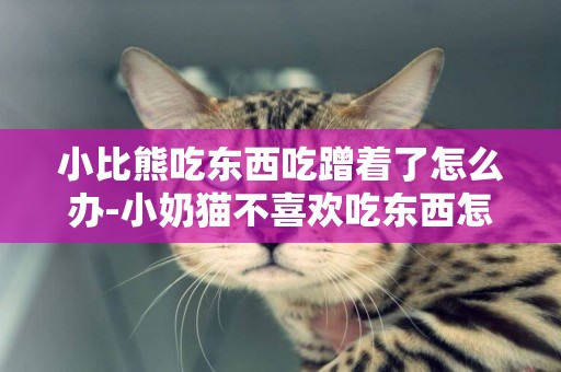 小比熊吃東西吃蹭著了怎么辦-小奶貓不喜歡吃東西怎么辦
