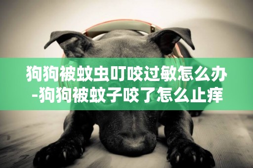 狗狗被蚊蟲叮咬過敏怎么辦-狗狗被蚊子咬了怎么止癢