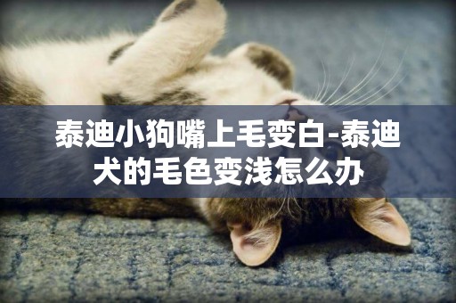 泰迪小狗嘴上毛變白-泰迪犬的毛色變淺怎么辦