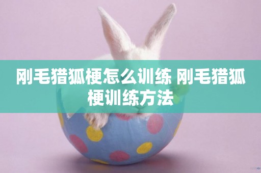 剛毛獵狐梗怎么訓練 剛毛獵狐梗訓練方法