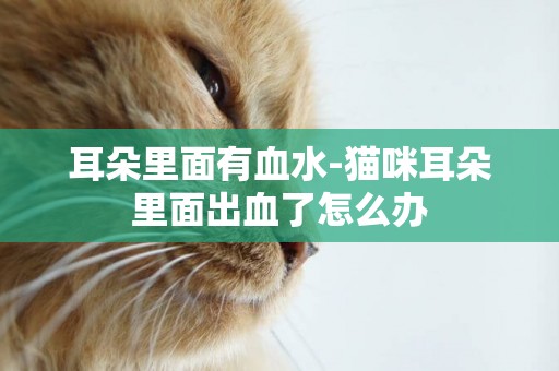 耳朵里面有血水-貓咪耳朵里面出血了怎么辦