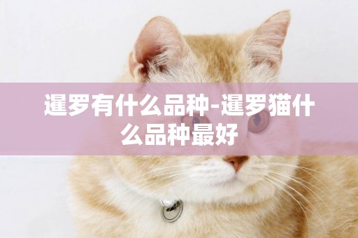 暹羅有什么品種-暹羅貓什么品種最好