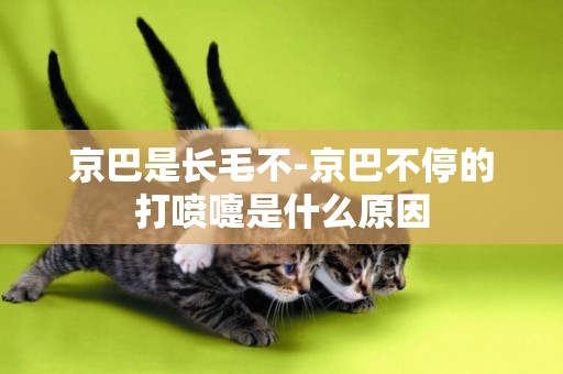 京巴是長毛不-京巴不停的打噴嚏是什么原因