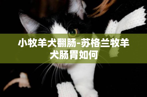 小牧羊犬翻腸-蘇格蘭牧羊犬腸胃如何