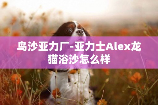 鳥沙亞力廠-亞力士Alex龍貓浴沙怎么樣